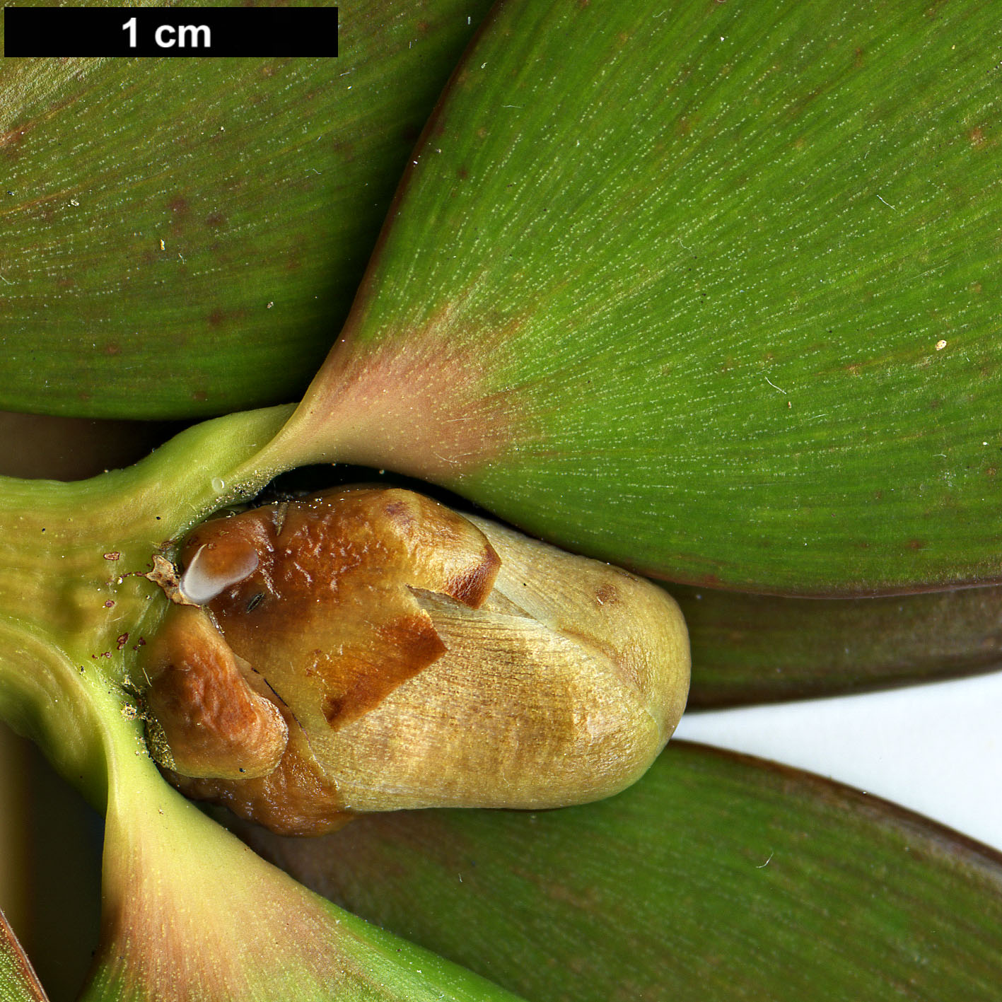 High resolution image: Family: Araucariaceae - Genus: Agathis - Taxon: robusta